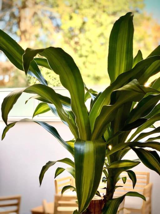 Loft Menorca & Spa 5 Etoiles Au Coeur De Nancy Zewnętrze zdjęcie